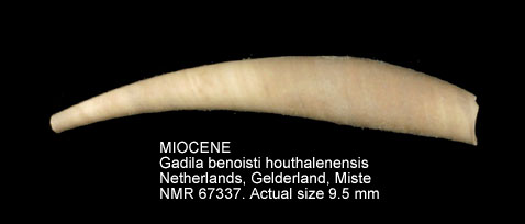 MIOCENE Gadila benoisti houthalenensis.jpg - MIOCENEGadila benoisti houthalenensis(Goddeeris,1977)